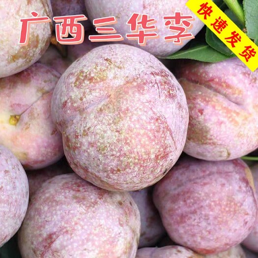 长沙广西三华李