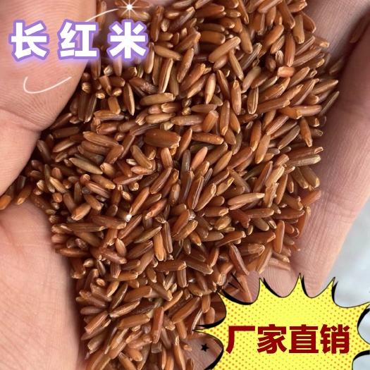 红米 红糙米 食品原料 厂家直销 红曲米