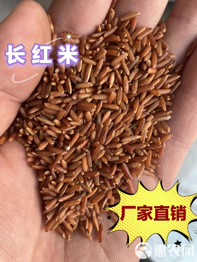 红米 红糙米 食品原料 厂家直销 红曲米