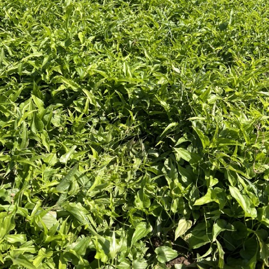 长阳县百部种苗，百部籽