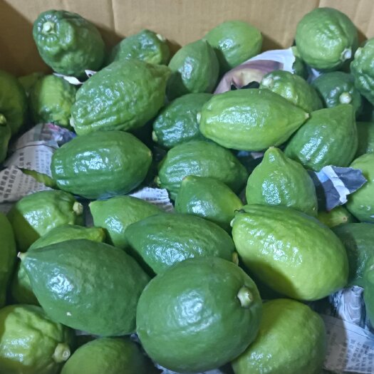 台山市广东无籽香水柠檬 奶茶店，柠檬茶店专用