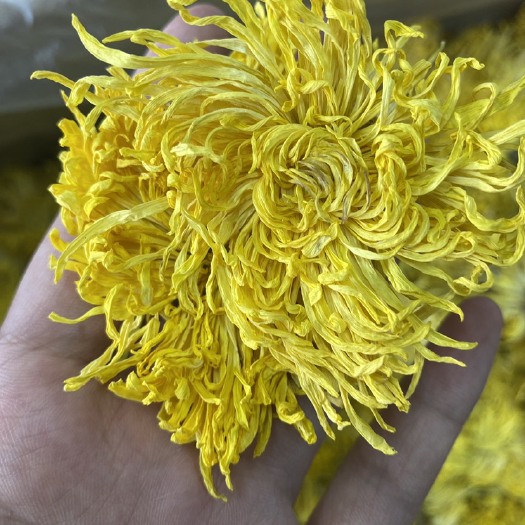 亳州金丝皇菊 一朵 一杯 泡水