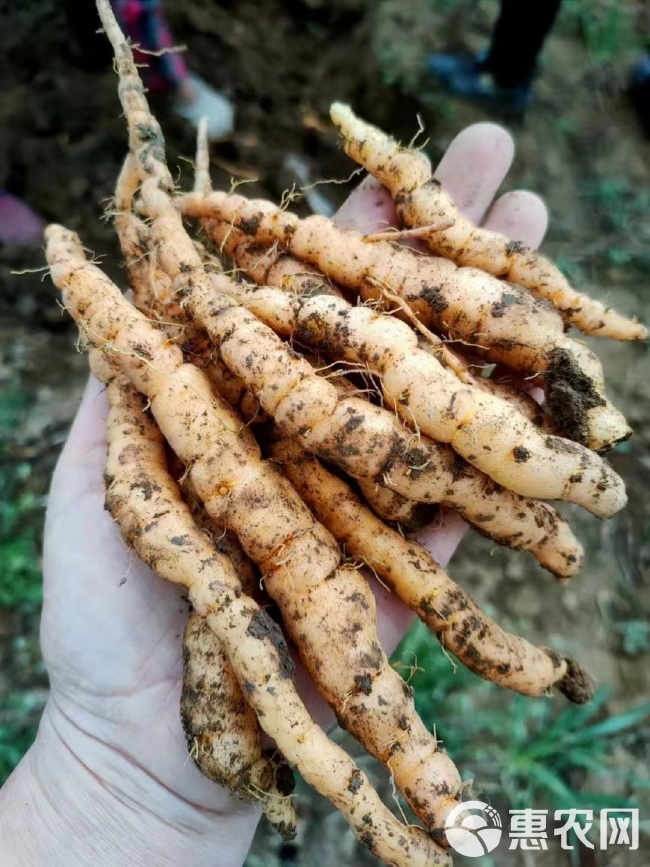 地黄芽子生地种子