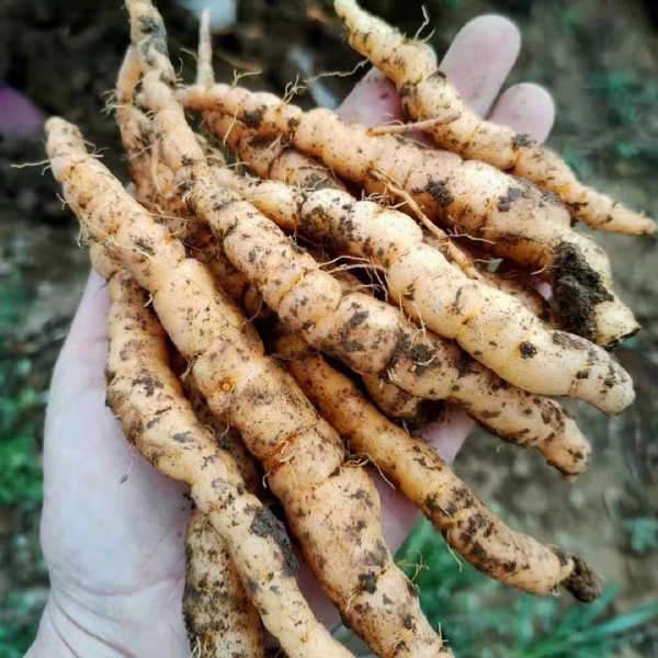 地黄芽子生地种子