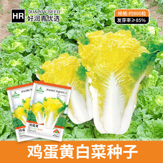 黄心白菜种子早熟耐热耐寒易种植农田菜园基地鸡蛋黄心白菜种子