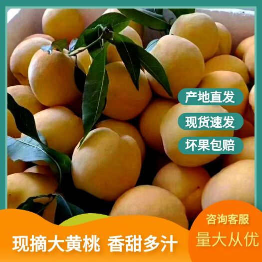 永州本产地锦绣黄桃预计七月二十号左右上市，欢迎采购商洽谈