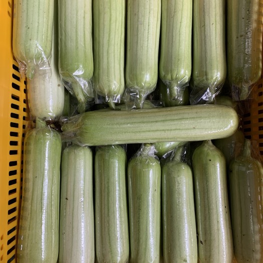 长沙县精品一级白玉丝瓜