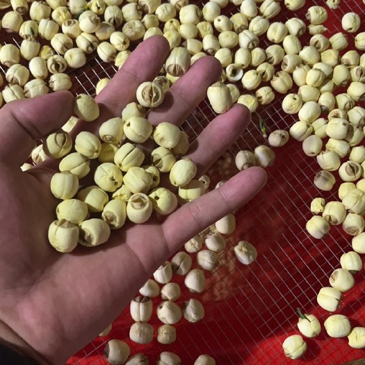 祁阳市烤白莲