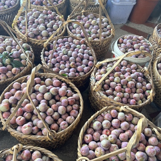 福建芙蓉李市场李电商李大量上市
