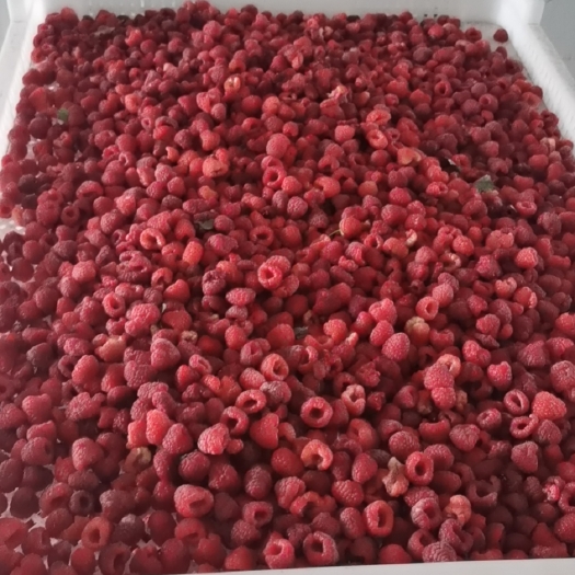 额敏县红树莓