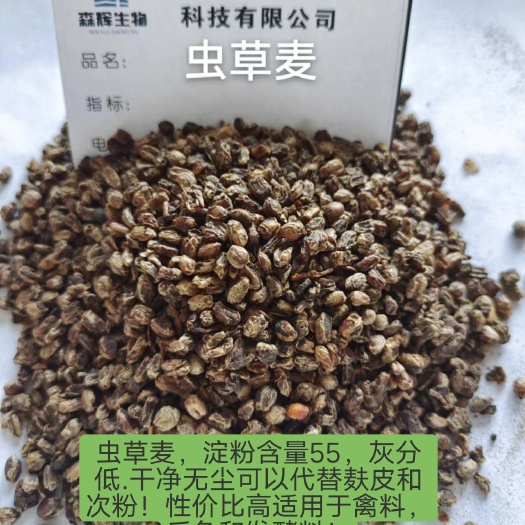 五常市虫草麦