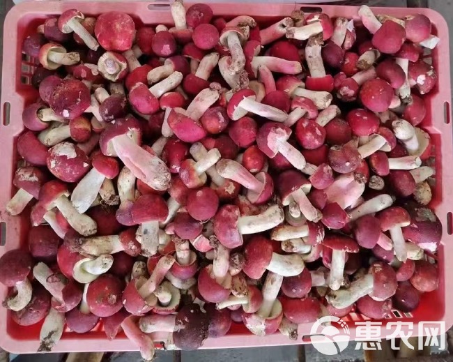 野生红菇批发 产地直销干货土特产大红菌正红蘑菇食用菌滋补品