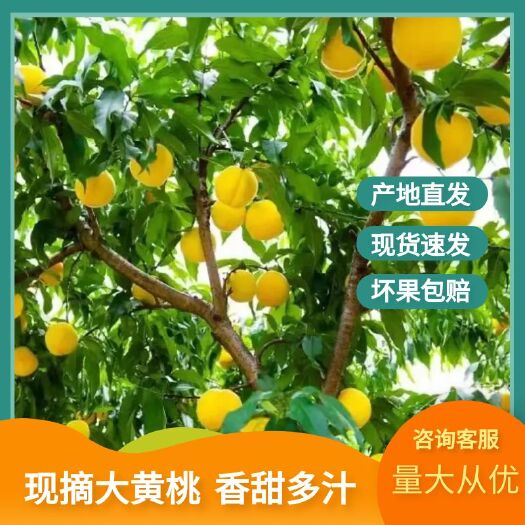 永州锦绣黄桃 :桃味浓郁 ，汁多 ，口感好，现摘现发