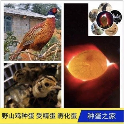 山鸡种蛋高受精 可孵化种蛋七彩鸡种蛋