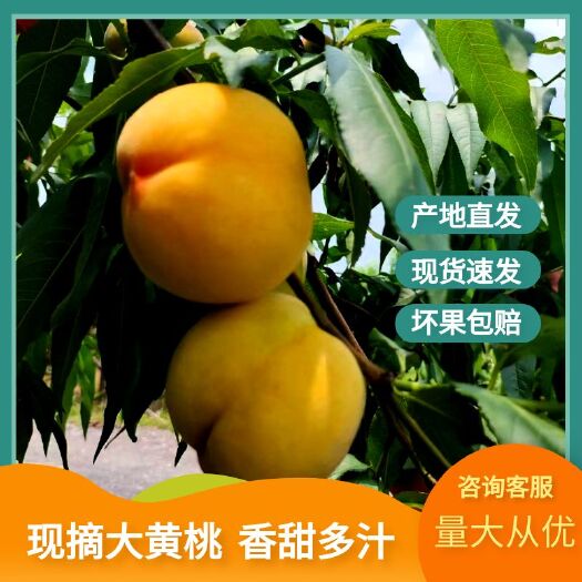 永州锦绣黄桃 桃味浓郁 汁多 口感好现摘现发