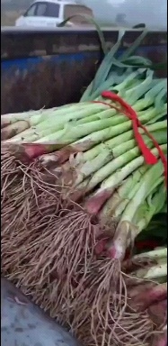 禹州市根红叶绿。