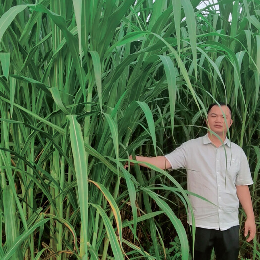 永福县祝融牧草营养成分丰富，叶面毛刺少，有利于畜禽消化，适口性好