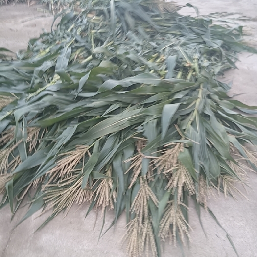 芜湖玉米秸秆