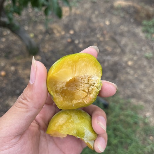 眉山蜂糖李