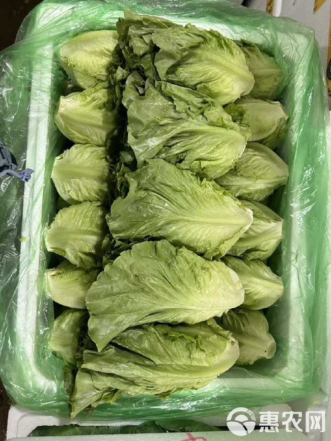 生菜（意大利）中货，好货，精品货