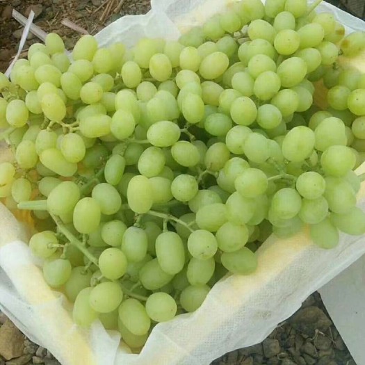 吐鲁番吐鲁番头茬无核白。