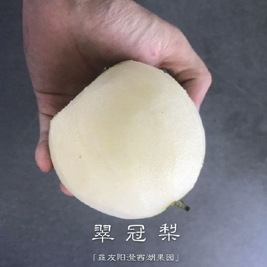 苏州苏州翠冠梨92年雪白如蜜脆爽果园生态培育注重品质的看过来推荐