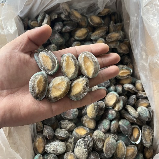 中牟县活冻，单冻，鲍鱼，鲍鱼仔，一手货源，全国接单