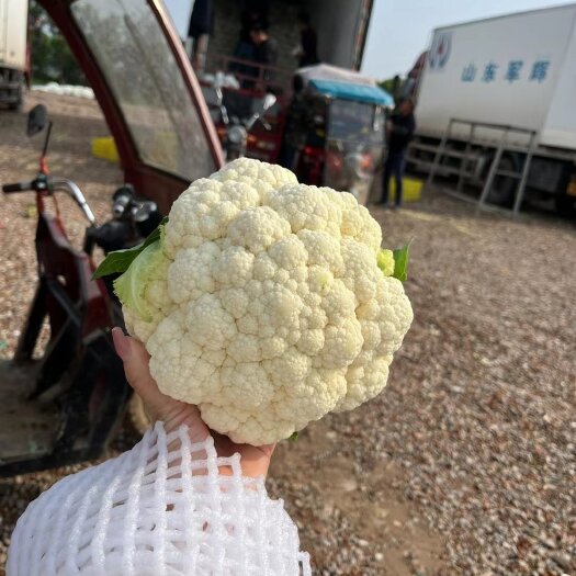 邯郸菜花