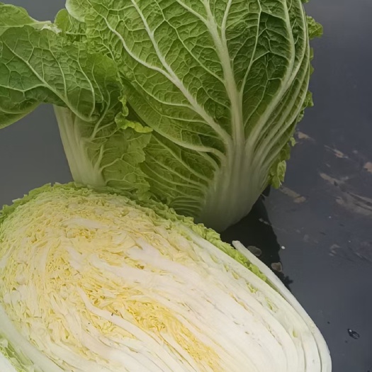 肇州县东北黄心大白菜大量上市