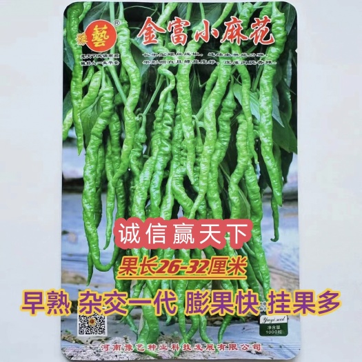 扶沟县金富小麻花螺丝椒全螺翠绿色抗病耐弱光不变短旋度好