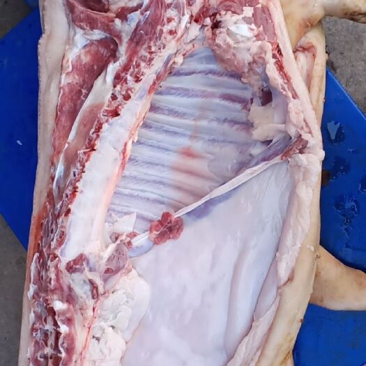 香猪肉白条猪白条香猪巴马香猪