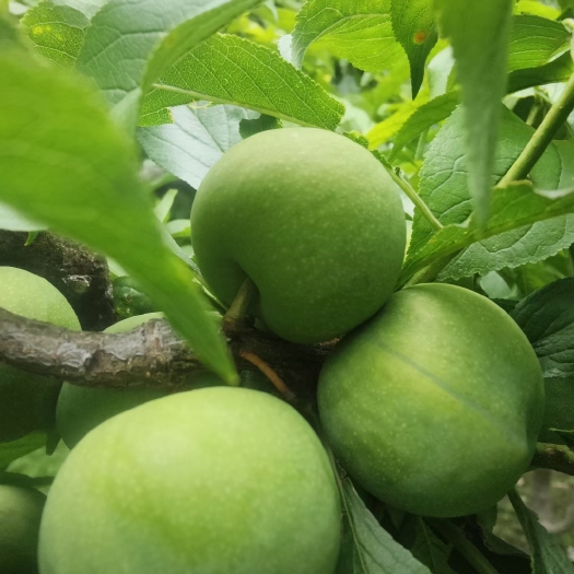 成都阿坝州茂县清脆李