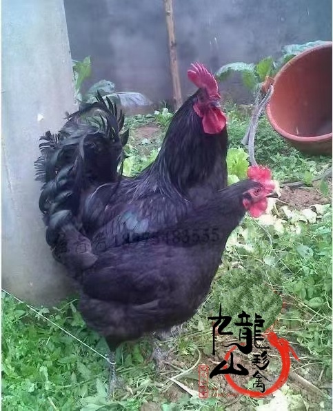 广州黑羽高产绿壳蛋鸡母苗