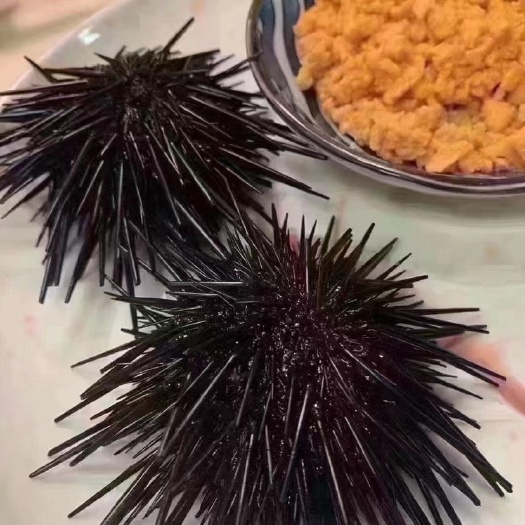 东山县海胆肉深海现开海胆黄纯肉海胆膏蒸蛋酒店餐厅供应批发社区团购