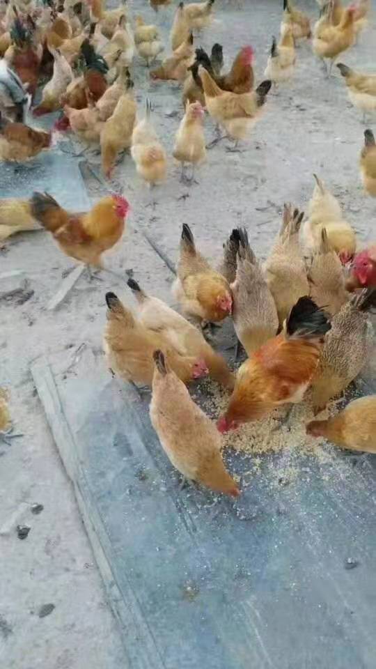 小麻鸡苗土鸡母苗青脚土鸡苗蛋鸡苗土鸡苗高细脚土鸡农户放养土鸡