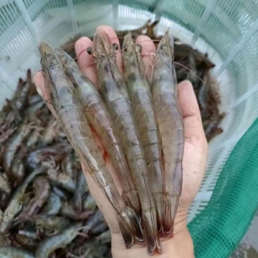 东台市南美白对虾30头不超（活虾活体）