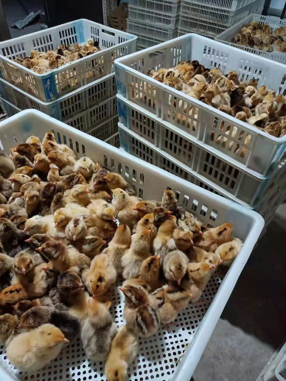 小麻鸡苗土鸡母苗青脚土鸡苗蛋鸡苗土鸡苗高细脚土鸡农户放养土鸡