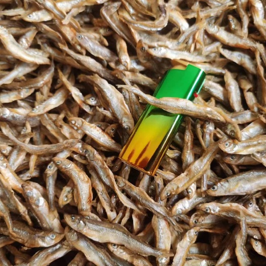 长沙公鱼，火焙鱼，池沼公鱼，纯公鱼