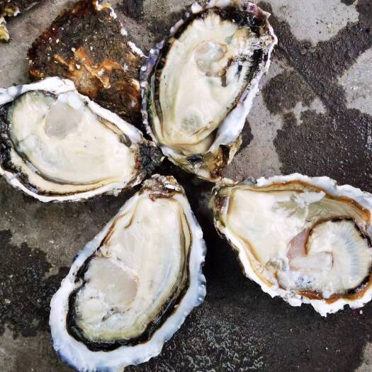 长海县出售大连生蚝，夏邑贝，海螺海胆等