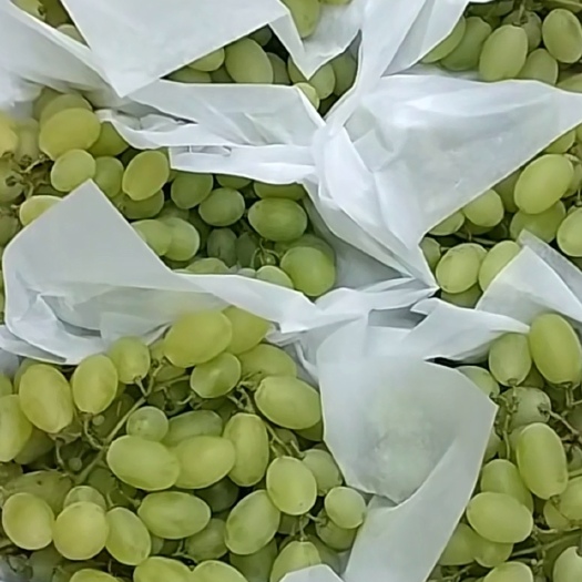 武邑县六七月份维多利亚葡萄