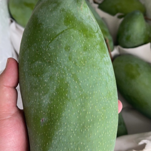 安丘市攀枝花大金煌，大青芒