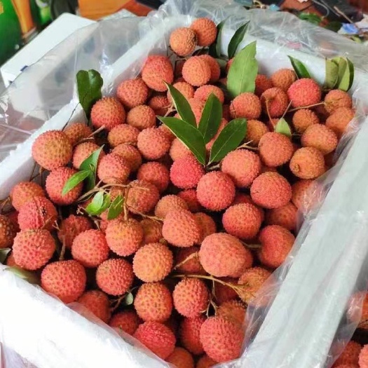 高州市桂味荔枝