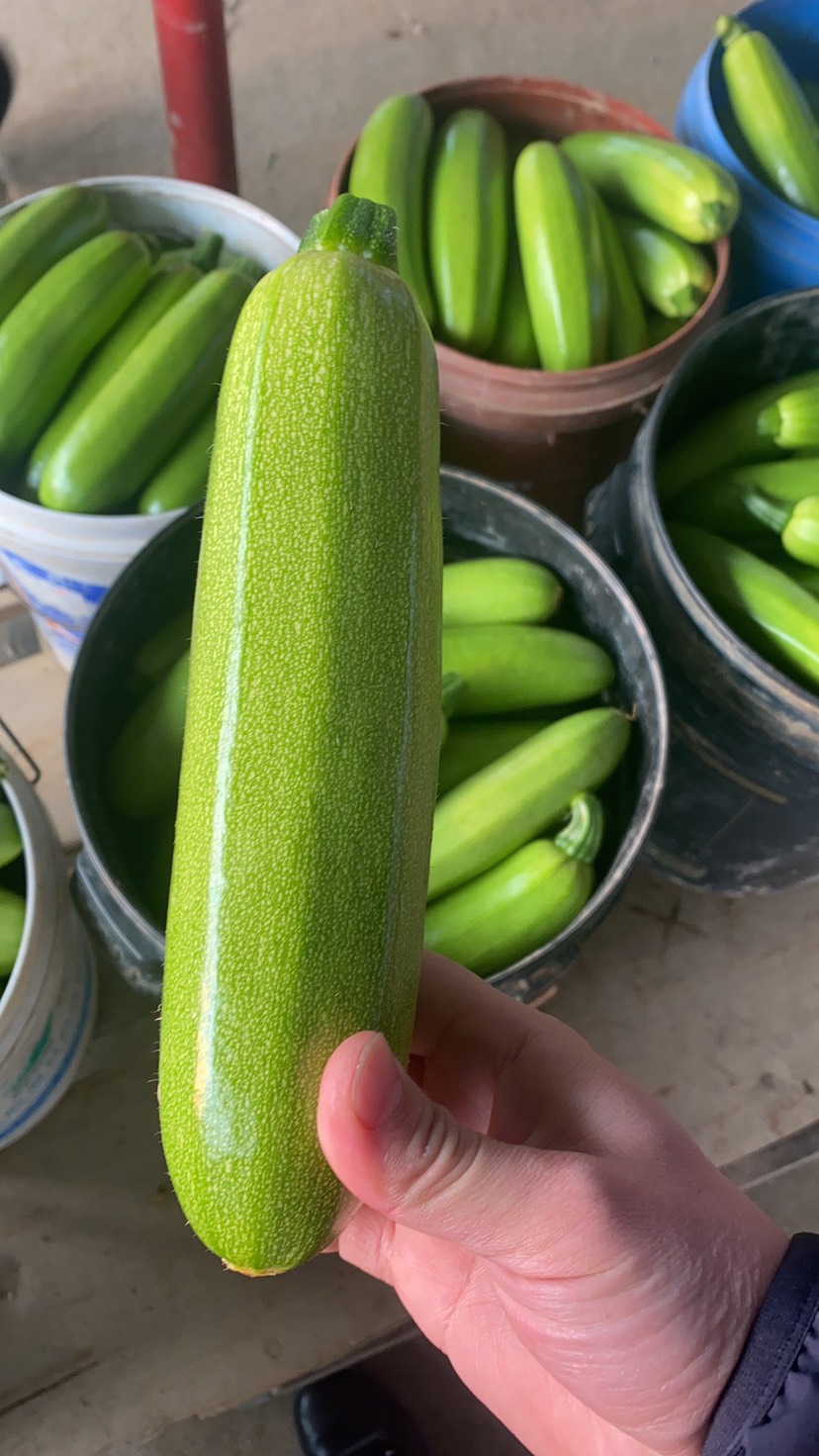 聊城精品绿皮西葫芦