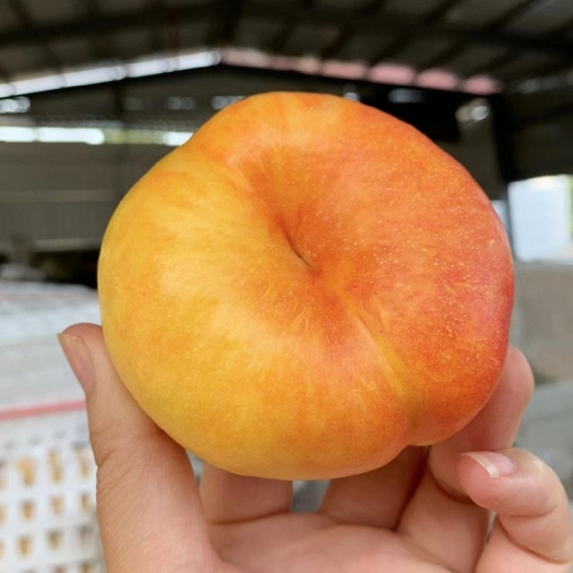蒙阴县山东蒙阴蜜桃黄金油蟠桃彩虹油蟠桃纯甜新鲜现摘现发一件代发