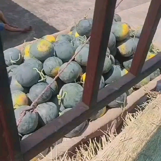 澧县黑无籽