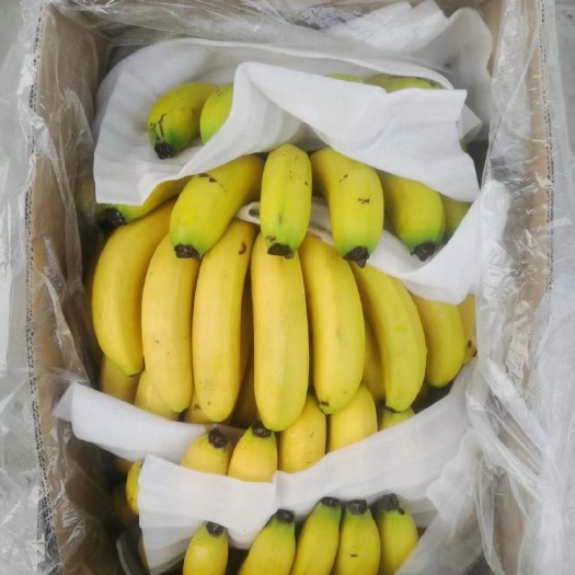 保定精品香蕉