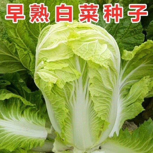 长沙早熟五号大白菜种子55天黄心白菜种籽耐热小白菜种籽蔬菜种子大