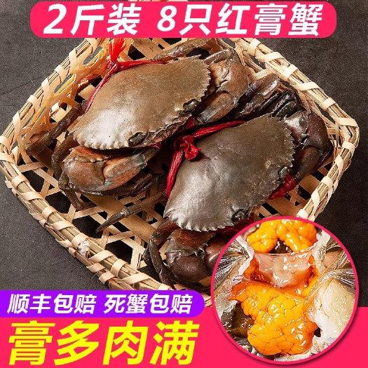 昆明缅甸肉蟹青蟹鲜活水产红膏蟹特大醉螃蟹超大酱肉蟹泥蟹全膏蟹