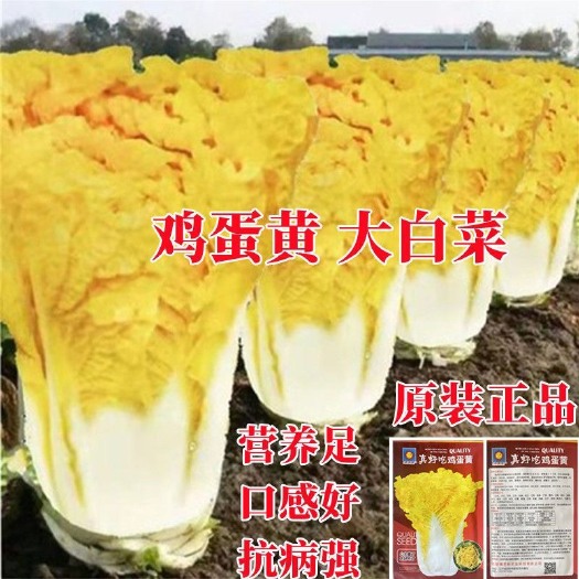 鸡蛋黄奶油大白菜种子真好吃黄心快菜籽农家田园夏秋四季播蔬菜孑