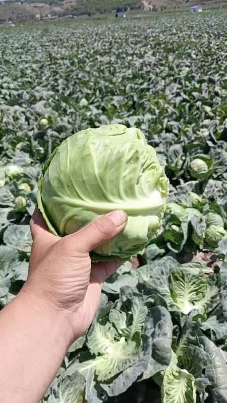 固原甘蓝